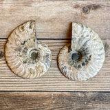 Ammonite Fossil Pair w/ Calcite Chambers: 3.25" Length, 4.5oz (128g) Polished