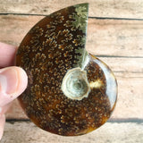 Polished Sutured Ammonite Fossil: 3.6" Length, 5.3oz (150g), Real Authentic