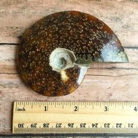 Polished Sutured Ammonite Fossil: 3.6" Length, 5.3oz (150g), Real Authentic