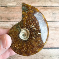 Polished Sutured Ammonite Fossil: 3.15" Length, 3.8oz (108g), Real Authentic