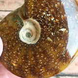 Polished Sutured Ammonite Fossil: 3.15" Length, 3.8oz (108g), Real Authentic