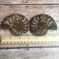 Ammonite Fossil Pair w/ Calcite Chambers: 3.25" Length, 4.1oz (116g) Polished