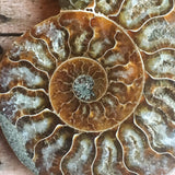 Ammonite Fossil Pair w/ Calcite Chambers: 3.25" Length, 4.1oz (116g) Polished