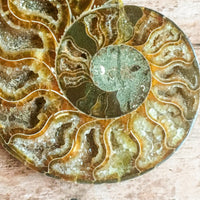 Ammonite Fossil Pair w/ Calcite Chambers: 3.4" Length, 5.1oz (144g) Polished