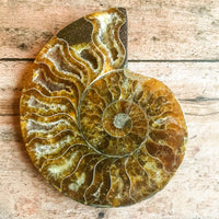 Ammonite Fossil Pair w/ Calcite Chambers: 3.45" Length, 5.2oz (148g) Polished