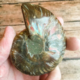 Ammonite Fossil Pair w/ Calcite Chambers: 3.45" Length, 5.2oz (148g) Polished