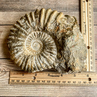 Ammonite Fossil (Natural): 5.75" Diameter, 2 lb 11 oz (1.218 kg), Unpolished Rough