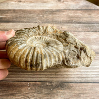 Ammonite Fossil (Natural): 5.75" Diameter, 2 lb 11 oz (1.218 kg), Unpolished Rough