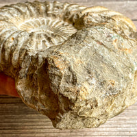Ammonite Fossil (Natural): 5.75" Diameter, 2 lb 11 oz (1.218 kg), Unpolished Rough