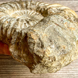 Ammonite Fossil (Natural): 5.75" Diameter, 2 lb 11 oz (1.218 kg), Unpolished Rough