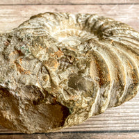 Ammonite Fossil (Natural): 5.75" Diameter, 2 lb 11 oz (1.218 kg), Unpolished Rough