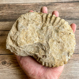 Ammonite Fossil (Natural): 5.75" Diameter, 2 lb 11 oz (1.218 kg), Unpolished Rough