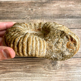 Ammonite Fossil (Natural): 4.9" Diameter, 2 lb 11 oz (882 kg), Unpolished Rough