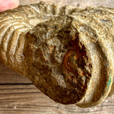 Ammonite Fossil (Natural): 4.9" Diameter, 2 lb 11 oz (882 kg), Unpolished Rough
