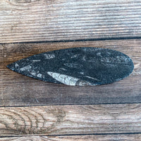 Orthoceras Spear Fossil: 5.3" Long, 4.1 oz (116 g), Real Authentic