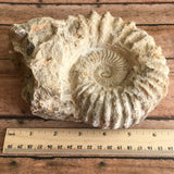 Natural Ammonite Fossil: 6.25" Diameter, 3 lb 0.9 oz (1.338 kg), Unpolished Rough