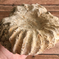 Natural Ammonite Fossil: 6.25" Diameter, 3 lb 0.9 oz (1.338 kg), Unpolished Rough