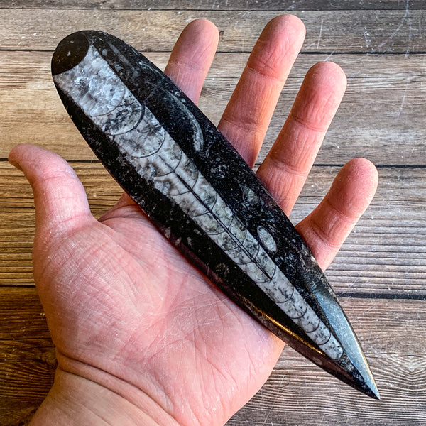 Orthoceras Spear Fossil: 8.2" Long, 6.7 oz (190 g), Real Authentic