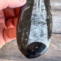 Orthoceras Spear Fossil: 8.2" Long, 6.7 oz (190 g), Real Authentic