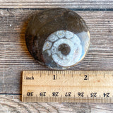 Ammonite Palm Stone Fossil: Approx. 2.1" Long; Authentic Real Polished