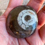 Ammonite Palm Stone Fossil: Approx. 2.1" Long; Authentic Real Polished