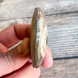 Ammonite Palm Stone Fossil: Approx. 2.1" Long; Authentic Real Polished