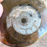 Ammonite Palm Stone Fossil: Approx. 2.15" Long; Authentic Real Polished