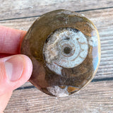 Ammonite Palm Stone Fossil: Approx. 2.15" Long; Authentic Real Polished