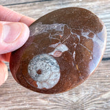 Ammonite Palm Stone Fossil: Approx. 2.4" Long; Authentic Real Polished