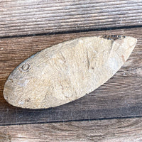 Orthoceras Spear Fossil: 3.9" Long, 3.3 oz , Real Authentic