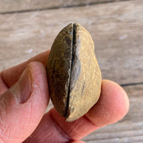 Septarian Concretion Nodule Fossil Pair: 1.0" Long, Polished Split