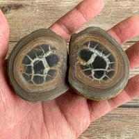 Septarian Concretion Nodule Fossil Pair: 2.5" Long, Polished Split