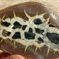 Septarian Concretion Nodule Fossil Pair: 3.0" Long, Polished Split