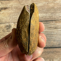 Septarian Concretion Nodule Fossil Pair: 3.0" Long, Polished Split