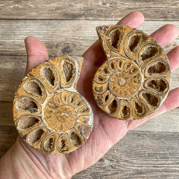 Ammonite (White) Fossil Pair w/ Calcite Chambers: 3.3" Long; 8.2 oz; Polished