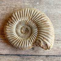 Ammonite (White) Fossil Polished: Approx. 2.55" Long; 3.0 oz; Authentic Real